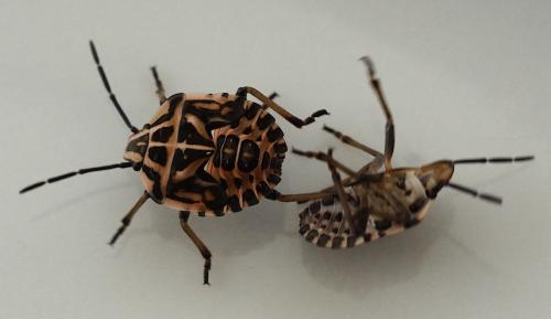 Réf. 190 943 : Codophila varia
